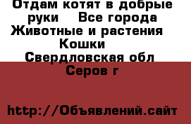 Отдам котят в добрые руки. - Все города Животные и растения » Кошки   . Свердловская обл.,Серов г.